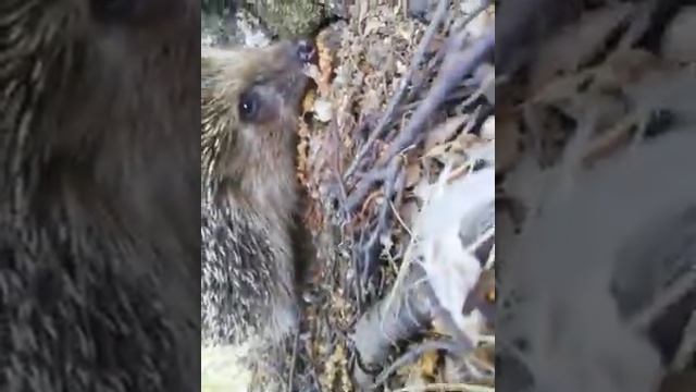 нашёл ёжика в лесу- гигантский ежик в лесу смотреть онлайн