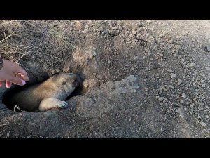 Подобрался к сурку в плотную. ОХОТА на СУРКА.