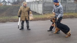 Команда «свой-чужой» дрессировка на охрану Арчи овчарка