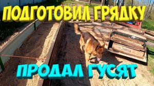 Тёплая грядка. Продал гусят. [Жизнь в деревне]