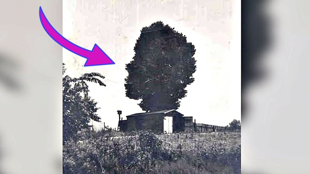 5 САМЫХ МИСТИЧЕСКИХ ДЕРЕВЬЕВ в МИРЕ И ИХ ИСТОРИЯ смотреть онлайн