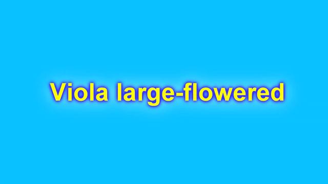 What Flower Seeds to Sow for Seedlings in January: my Flower Seedling for early Spring смотреть онлайн