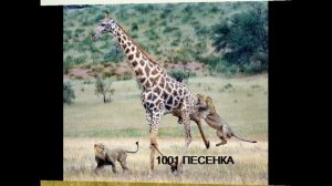 ПЕСЕНКА ПРО ЖИРАФА - У ЖИРАФА ПЯТНА ПЯТНЫШКИ ВЕЗДЕ