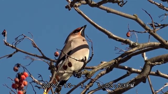 #прямой _ эфир общение Удивительные птицы Мира свиристель смотреть онлайн