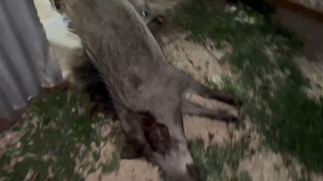 Охота на кабана летом | Нападение свиньи | Новинка от Arkon ⚡ смотреть онлайн