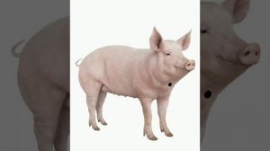 Как правильно забить свинью! Нельзя бить свинью!