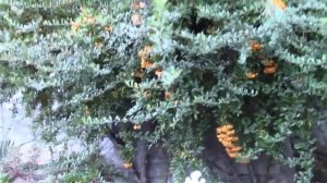 ПИРАКАНТА КУСТАРНИК.  ФОРМЫ КРОН ПИРАКАНТЫ.