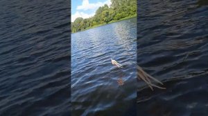 поймал сома на реке Западная Двина на квок