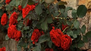 Роза Дон Жуан (Don Juan)