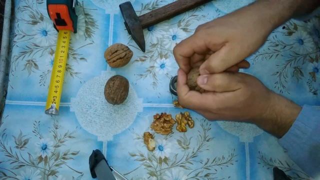 Крупный грецкий орех никогда не взойдет! Не садите крупные грецкие орехи! смотреть онлайн