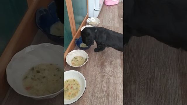 Щенки английского кокер спаниеля ❤️? CUTE LITTLE PUPPIES ?❤️ смотреть онлайн
