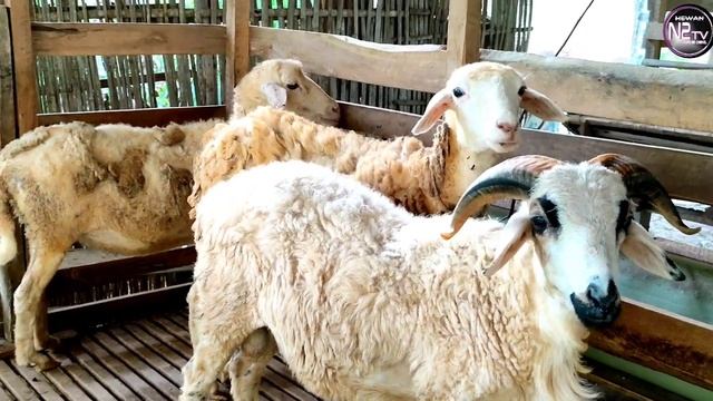 RINCIAN BIAYA PEMBUATAN KANDANG KAMBING PALING AKURAT