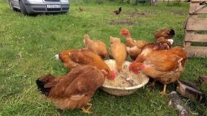 ГОЛОШЕЙКИ ЗАНЕСЛИСЬ  В 3.5 МЕСЯЦА // Купил Гнёзда курам