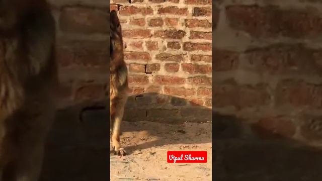 Jerman seaford dog lover #viral #tranding #shots #dog смотреть онлайн