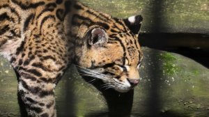 Новосибирский зоопарк имени Р.А. Шило