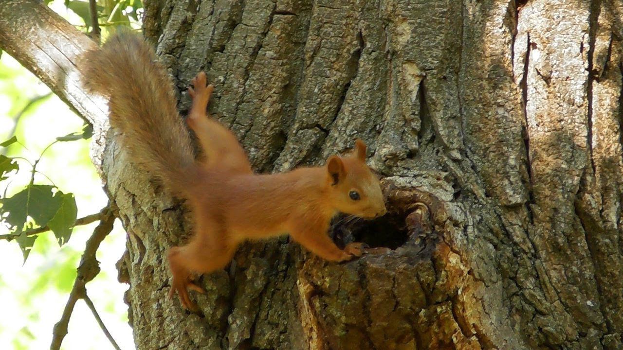 Белочка пьет воду на дереве / squirrel drinks water смотреть онлайн