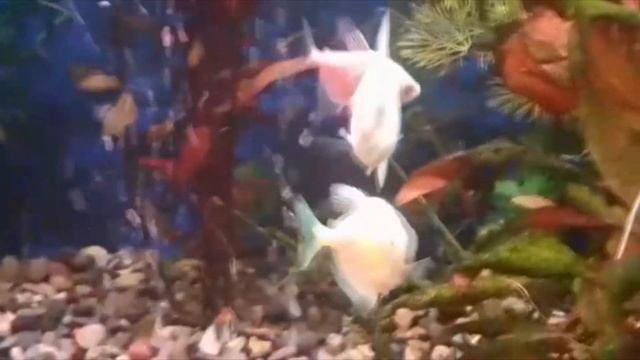 Мой Первый Домашний Аквариум смотреть онлайн