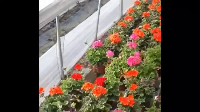 Вазоны с красивыми цветами. смотреть онлайн