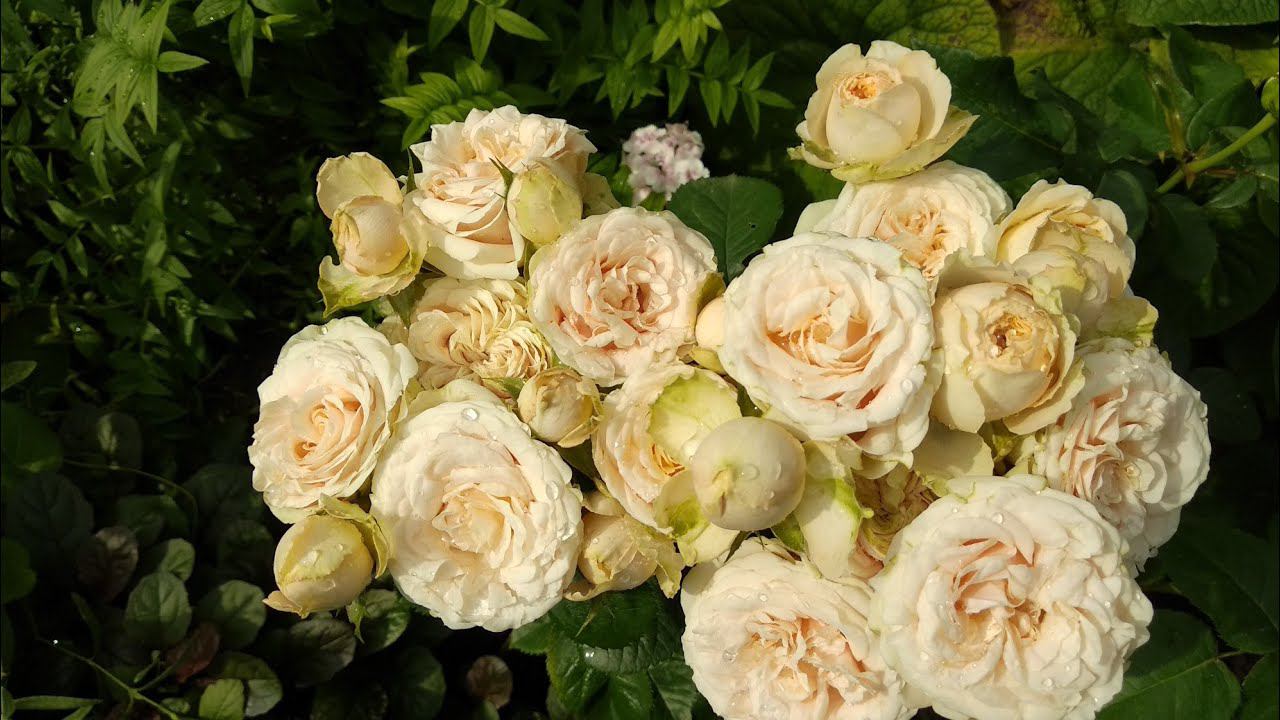 Обзор роз с названиями. смотреть онлайн