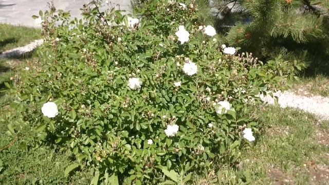 Розы цветут в Астраханском кремле в мае Roses bloom in the Astrakhan Kremlin in May 五月在阿斯特拉罕克里姆林宫盛开 смотреть онлайн