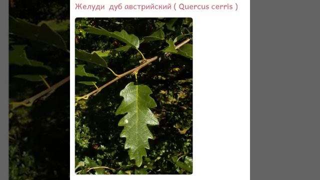 Желуди дуб австрийский Quercus cerris купить продажа смотреть онлайн