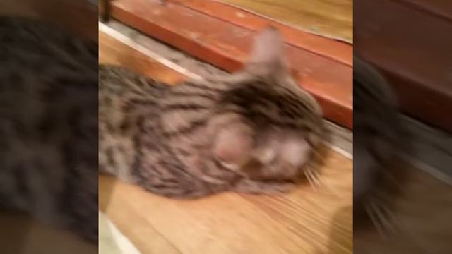 Кошачий инстинкт! смотреть онлайн