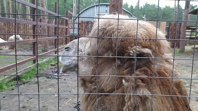 Воронеж. Червлëный яр. Около водохранилища. смотреть онлайн