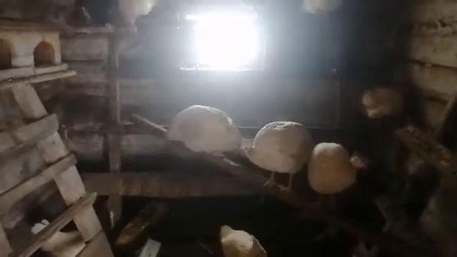 Как определить пол у цесарок и /подрезание крыльев смотреть онлайн