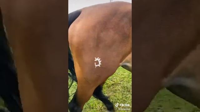 Тракененская порода лошади часть 2. смотреть онлайн