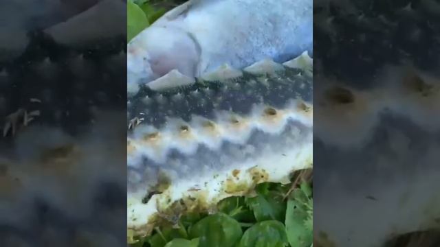 БЕДА ДАЧНЫЙ ПРУД ОСЁТР #осетр #карп смотреть онлайн