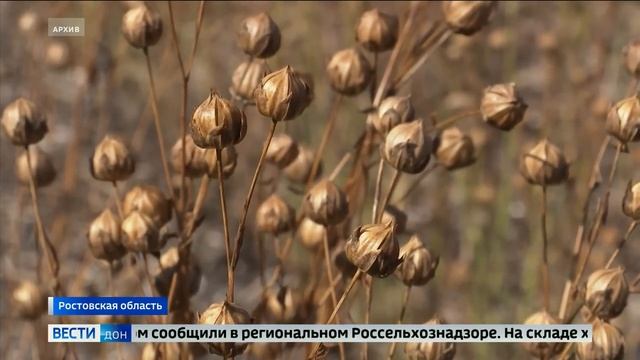 В Ростовской области обнаружили 150 тонн зараженного льна Репортаж Дон-ТР смотреть онлайн