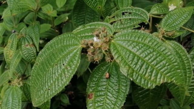 Clidemia hirta / soapbush / Koster's curse смотреть онлайн