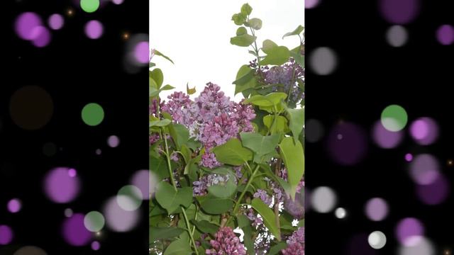 Сирень смотреть онлайн