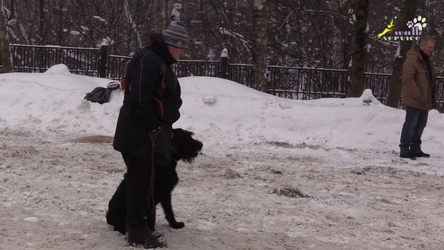 Обучение команде вперёд для буксировки лыжника, ризеншнауцер и доберман смотреть онлайн