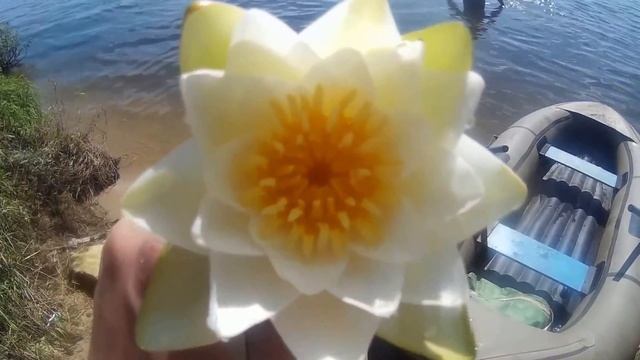 Река Ока, село Дединово (Луховицкий район) смотреть онлайн