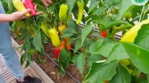 Перец сладкий КРАСНЫЙ МЕЧ