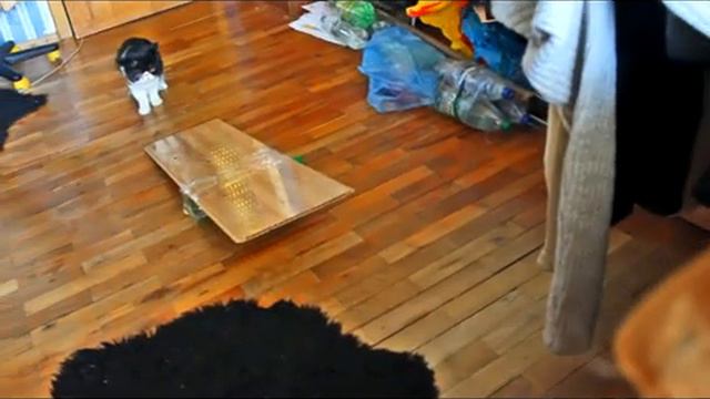 Навороченные животные. Серия 3 смотреть онлайн