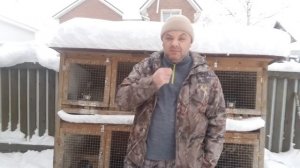 Кролики породы Строкач