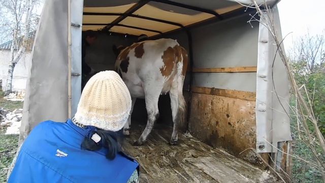 ПОКУПКА НОВОЙ КОРОВЫ/НЕТЕЛИ. КАК ВЫБИРАЛИ, ПЕРЕВОЗИЛИ НА НОВОЕ МЕСТО!СВОИХ КОРОВ МЫ ПРОДАЛИ. смотреть онлайн