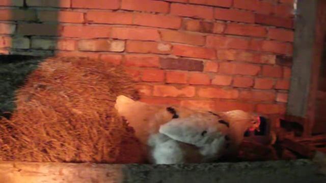 Как остановить падёж кур в курятнике? / От Океаны смотреть онлайн