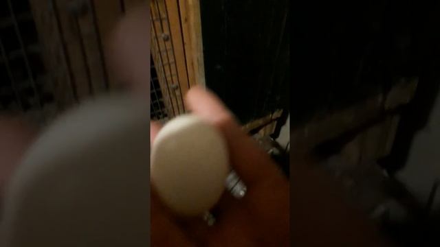 Доминант белорусский против доминанта чешского. смотреть онлайн