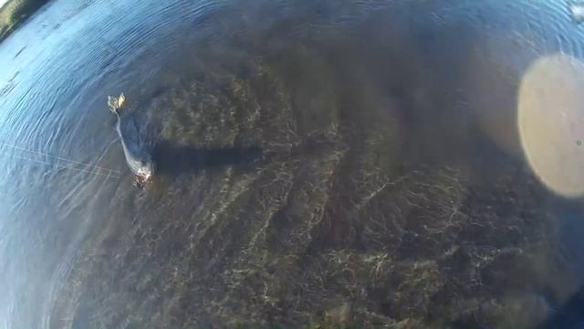 Ловля на волкер (уокер). Трофейная щука на Свияге. смотреть онлайн