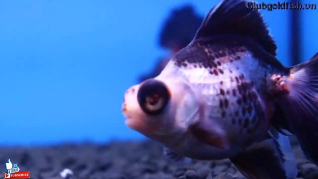 Goldfish Club - Long Tail Butterfly Tail смотреть онлайн