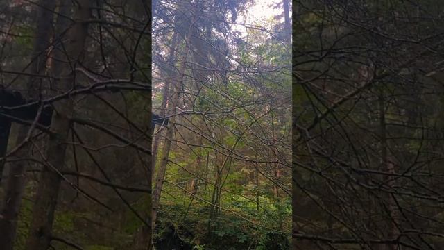 Relax, rain, forest, Belarus. "Родники святые криницы" #relax #relaxing #nature #world #nice #fores смотреть онлайн