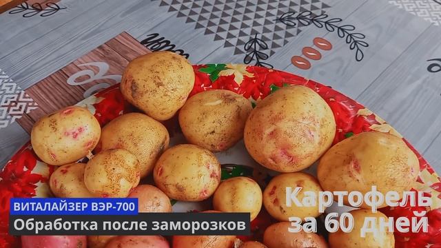 Первый Картофель через 60 дней на песчаном грунте смотреть онлайн