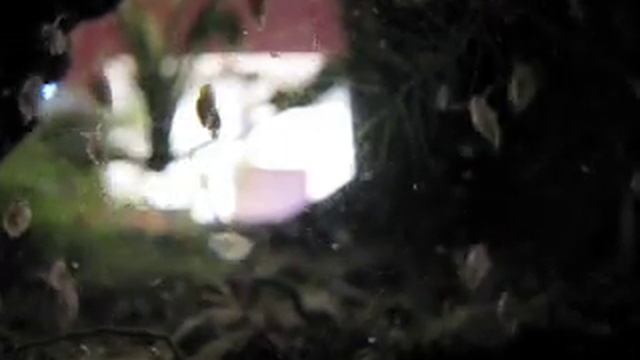 Daphnia And Cyclops