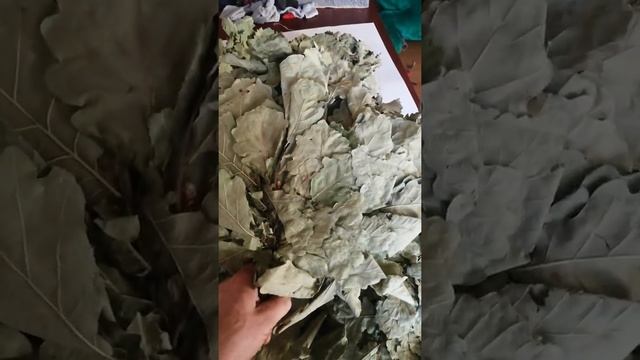 Обзор порослевого Кавказского дуба смотреть онлайн