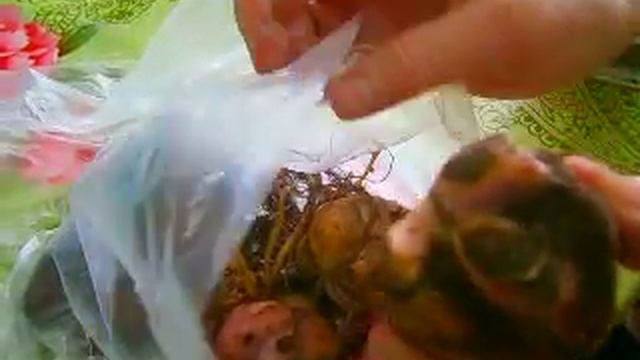 как лечить луковицу лилии после покупки в магазине смотреть онлайн