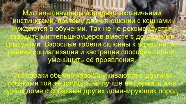 миттельшнауцер описание породы содержание и уход смотреть онлайн