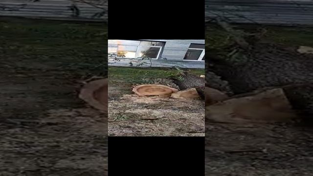 Снос деревьев смотреть онлайн